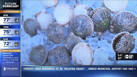 Pasco County scallop season extended from 10 to 37 days