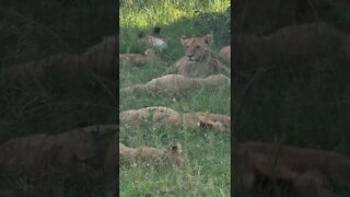 Wildlife Sightings Today 03/04/22 (Lions, Elephant, etc) | Lalashe Maasai Mara | #shorts