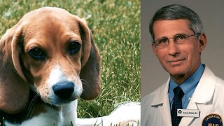 Evidence Fauci Killed Beagle Puppies?