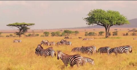 Wildlife animals/ Safari Moments / F orest / free HD videos -no copyright footgas