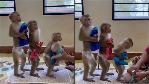 Funny monkey clothe change one by one by mother 😆😆