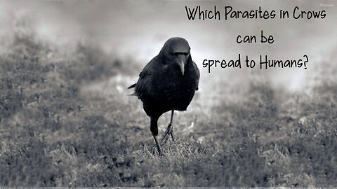 Which parasites in crows can be spread to humans?