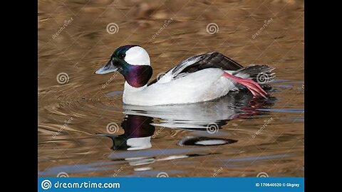 Ducks river stream water