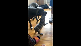 French bulldog pup challenging Pit bull big brother 😂