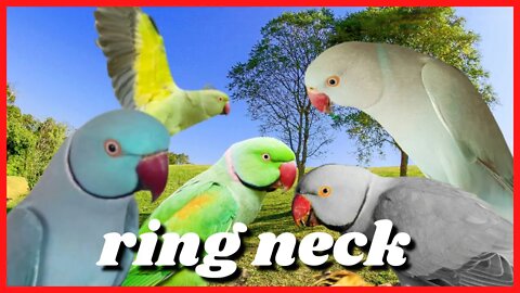 Ring necks - belos e coloridos