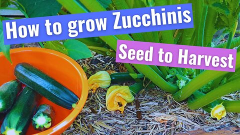 How to grow Zucchini (Summer Squash) (Courgette) from Seed to Harvest to Plate