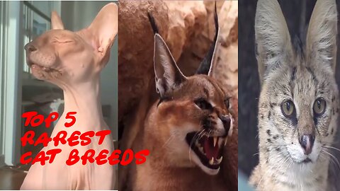 Top 5 Rarest cat Breeds you need to know