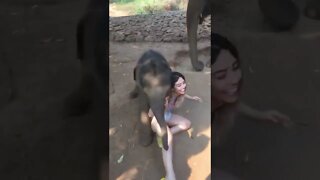 Elefante ataca menina