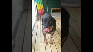 Rottweiler Shakes A Paw #Shorts #rottweiler😍