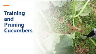 Training and Pruning Cucumbers