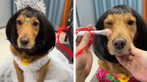Congratulations dog makeup and ready for marriage 🙈