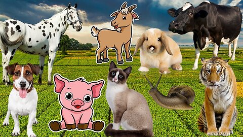 Farm animal life- horse, camel, giraffe, cat, cow, donkey, rabbit, goat, pig, duck, chicken part 5