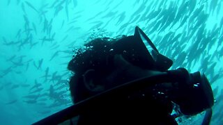 Bait ball puts wary scuba diver in very dangerous situation