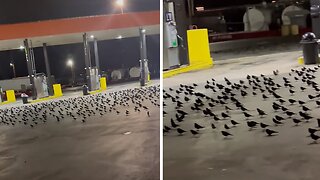 Birds Struggle To Fly During Cyclone's Strong Winds