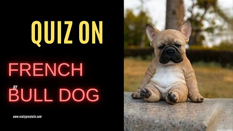 Quiz on French bull dog