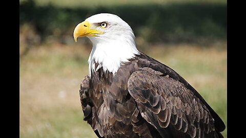 THE Top 10 Most Powerful Eagles!!!