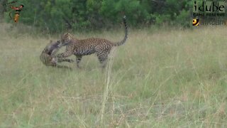 Leopard And Cub - Life Outside The Bushcamp - 20: Playing Around