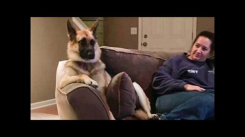 WORLD BEST FUNNIEST🤣 Dog vs men 🤣 funny video> Don't Try Laughing 🤣 clips