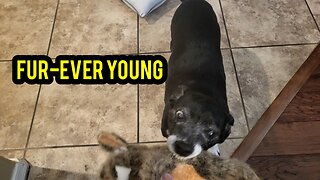 Fur-ver Young: Even at 13 Years Old, Dogs Are Still Playful