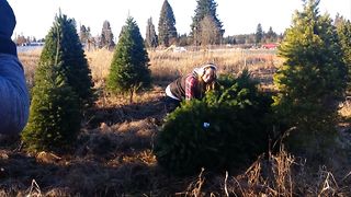 When Christmas Trees Attack