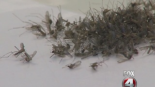 Miami Beach cleared of Zika