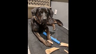 Sheprador eating a bone.