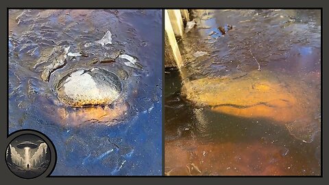 Alligators frozen in water