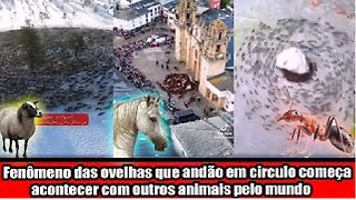 Fenômeno das ovelhas que andam em circulo começa a acontecer com outros animais pelo mundo