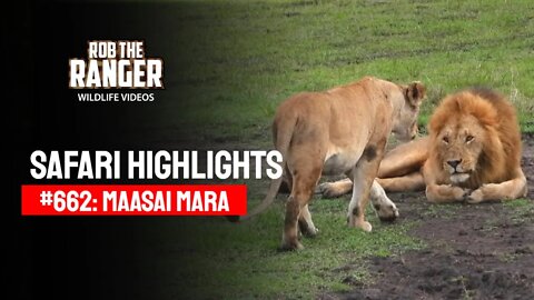 Safari Highlights #662: 29 January 2022 | Maasai Mara/Zebra Plains | Latest Wildlife Sightings