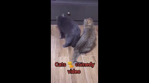 funny_and_cute_cats_#shortvideo_#shorts 😅