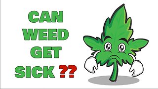 Can Weed Get Sick?