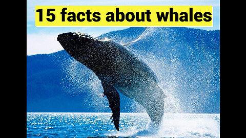 15 Facts About Whales