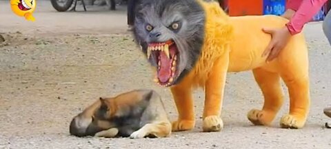 Troll Prank Dog Funny _ fake Lion and Fake Tiger Prank To dog _ Huge Box Prank to dog