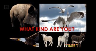 What Kind Are You #3 | They Are Not Of Us