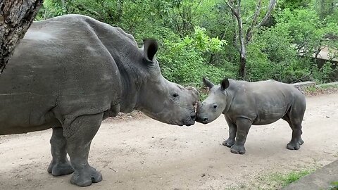 The sweetest moment happens as baby rhino Bula meets the big sister of the Centre Esmé