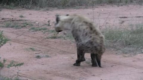 Hyena surviving on its 2 front legs in the african wild