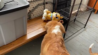 Puppies playing with kids toys