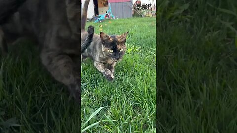 My barn cats 🥰🐱 #shorts #cute #farmlife #cat #kitten