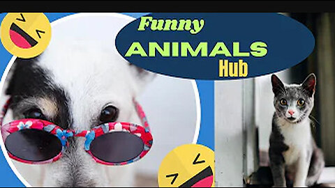 Funny animals 😄hub,funny animals club youtube, 🤣, funny animals dancing 💃😄, funny animals fighting 😄