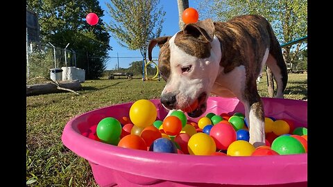 Dog Loves Ball Pit Pool!