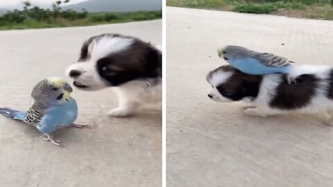 Cute puppy has fun time with funny little parrot