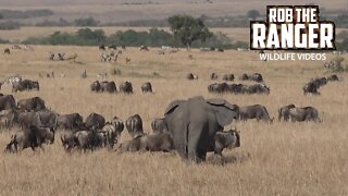 Watching Migrating Wildebeest Herds Cover The Plains Of The Maasai Mara | Zebra Plains