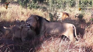 Daughters Of The Mapogo Lions - Rebuilding The Othawa Pride - 55: Thirsty After A Giraffe Meal