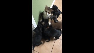 Bewildered Kitty Is Totally Overwhelmed By Litter Of Affectionate Puppies