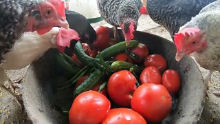 Backyard Chickens Feast On Vegetables Sounds Noises Hens Clucking Roosters Crowing ASMR!