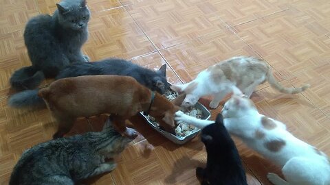 Mother Dog vs Cats Fight Over for Foods