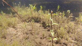 Awesome GoPro Underwater Fish Scenes