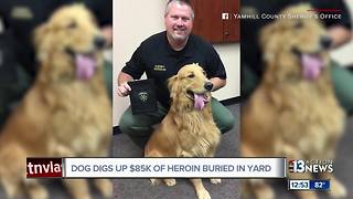 Dog digs up $85k of heroin buried in yard