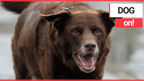 Obese pooch has got a new leash of life after shedding the pounds at a 'fat club'