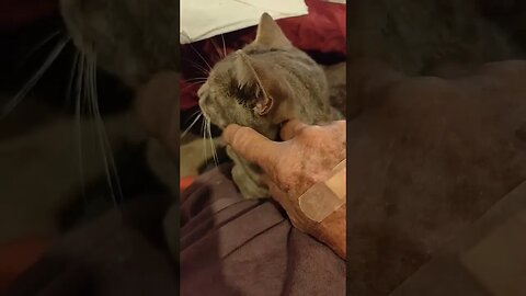 Puss Puss Kitten wants a smooge